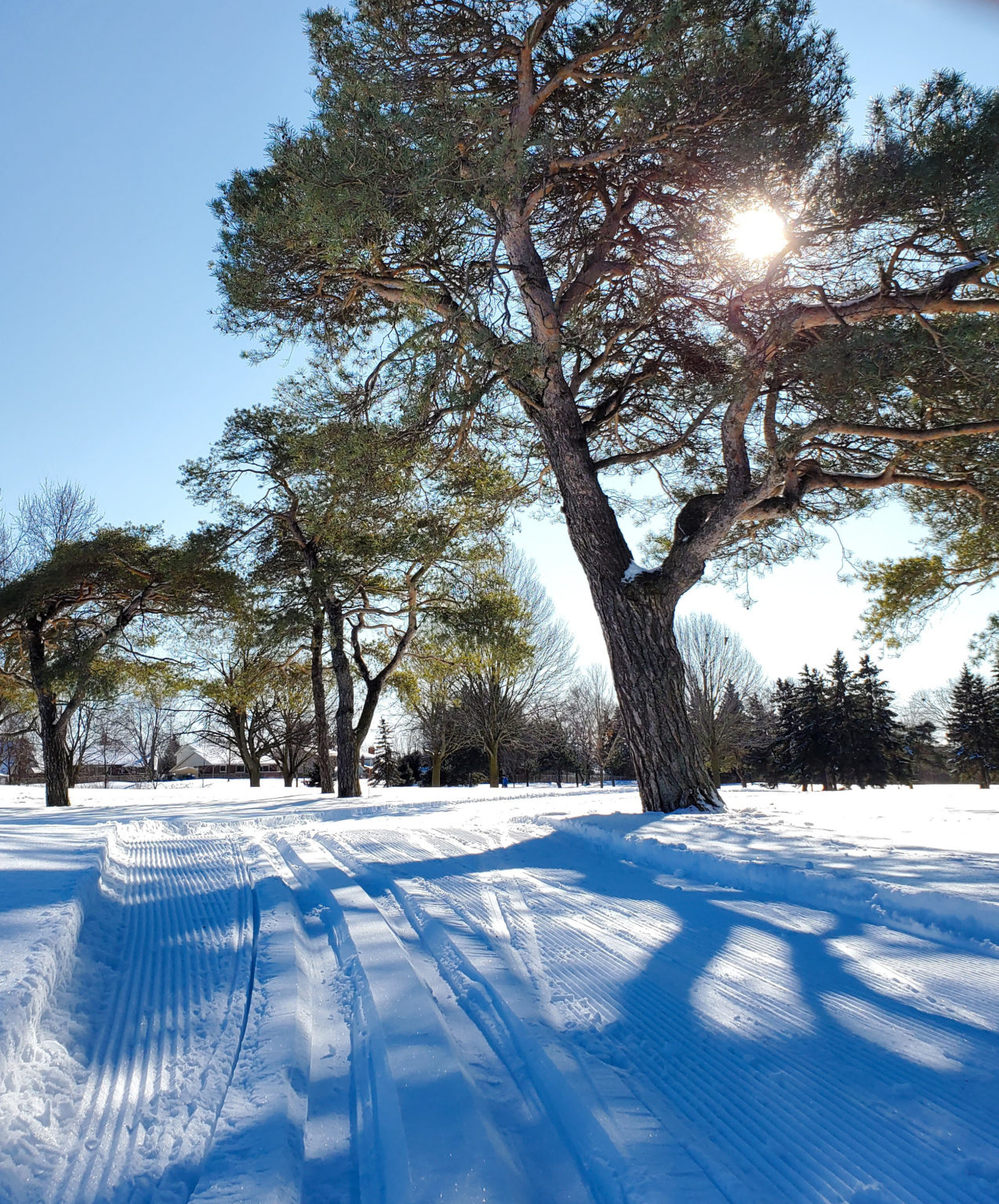 Waterloo Region Nordic Sports Club Supporting cross country skiing in Waterloo Region.